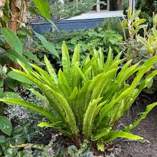 Image result for Asplenium