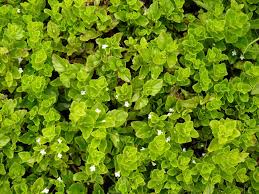 Image result for Clinopodium uhligii