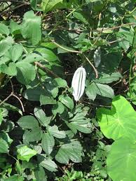 Image result for Telfairia occidentalis