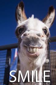 Pin By Extrasformovies Chris Johnson On My Photos Cute Donkey Cute Animals Smiling Animals