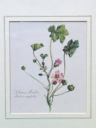 Image result for Malva neglecta