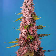 Red Hot Cookies Sweet Seeds Strain Info Growdiaries