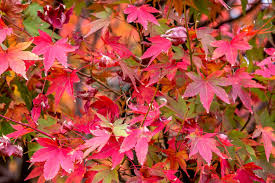 Japanese maples are excellent for smaller spaces as they grow easily in a compact environment. How To Grow And Care For Japanese Maple