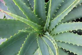 Dogs may also experience blistering and swelling around eyes and mouth area. House Plants Poisonous To Dogs And Safe Alternatives For Your Home
