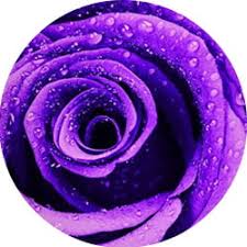 خلفية البنفسج