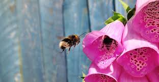 It's not just about honey bees. Plants To Attract Bees To Vegetable Garden Archives Life S Dirty Clean Easy