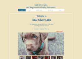 Labrador puppies for sale in the u.s. Kdsilverlabsplus Com At Wi Charcoal Silver Lab Puppies For Sale K D Silver Labs Lebanon Mo