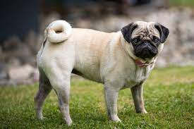 Pug Dog Breed Information Characteristics Daily Paws