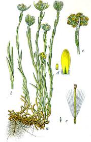 Image result for Pseudognaphalium luteo-album