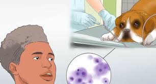 In this situation, you have to do all the in the end | when to euthanize a dog with cushing's disease. 4 Ways To Treat A Dog With Cushing S Disease Wikihow