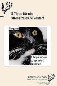 silvester mit katzen feiern 8 tipps fur weniger stress silvester stress katzen ernahrung