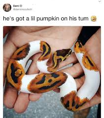17 Spooky Memes To Get You Freakin Stoked For Spooktober Cute Reptiles Cute Little Animals Cute Animals
