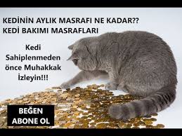 Omega Paw Kendini Temizleyen Kedi Tuvaleti Kutu Acilimi Omega Paw Cat Litter Box Youtube