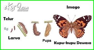 Hewan yang mengalami metamorfosis tidak sempurna diantaranya adalah belalang, jangkrik, kecoa dan tengeret (serangga berbunyi keras). 15 Hewan Yang Mengalami Metamorfosis Sempurna Dan Gambarnya Ekor9 Com Ekor9 Com