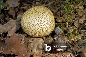 Image result for Scleroderma sp.