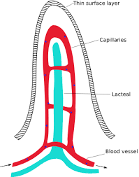 The renal vein leaves the kidneys and carries the blood back to the heart. 22 13a Absorption In The Small Intestine Medicine Libretexts