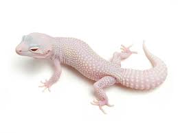 Black And White Leopard Gecko Drawing White Yellow Tremper Albino Snow Storm Eclipse The Urban Gecko Leopard Gecko Leopard Gecko Morphs Gecko