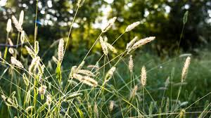 Image result for Anthoxanthum