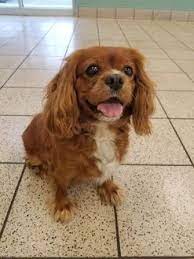 11 4 17 Wausau Wisconsin Cavalier King Charles Spaniel Meet Ruby A For Adoption Https Cavalier King Charles Spaniel King Charles Spaniel Kitten Adoption