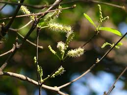 Image result for Terminalia neotaliala