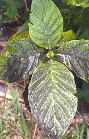 Image result for sooty mould