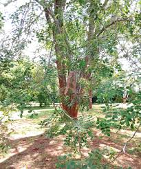 Image result for Albizia tanganyicensis