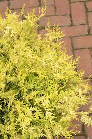 Add to my wish list. Vintage Gold False Cypress