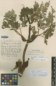 Image result for Pimpinella trifurcata