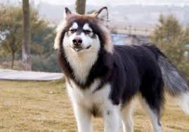 這種 犬 與同在 阿拉斯加 的其它犬種不同，四肢強壯有力，培育它的目的是為了耐力而不是速度，因而它們的主要用途是拉 雪橇 。. é˜¿æ‹‰æ–¯åŠ é›ªæ©‡çŠ¬åƒä»€ä¹ˆ è¿˜ä¸å¥½å¥½æŠŠæŽ§æŠ•é£Ÿ çƒ­å¤‡èµ„è®¯