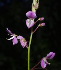 Image result for Grona adscendens