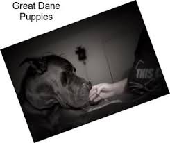 Sadie akc registered female harlequin great dane puppy for sale. Great Dane Dogs For Sale In Columbus Agriseek Com