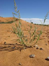 Image result for Schmidtia kalahariensis