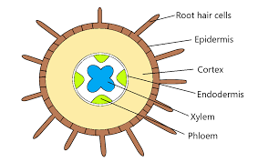 The cell is the structural and fundamental unit of life. Plant Transport Igcse Biology Notes 2020