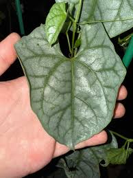 Image result for Gerrardanthus lobatus