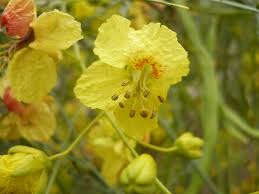 Image result for Parkinsonia africana