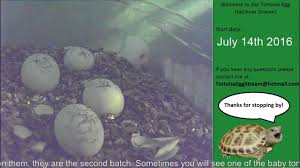 The best place to watch lol esports and earn rewards! Russian Tortoise Eggs Hatching Soon Live Stream R Aww Russian Tortoise Tortoise Eggs