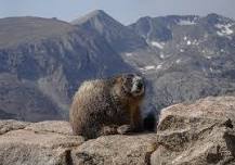 Marmot Fest