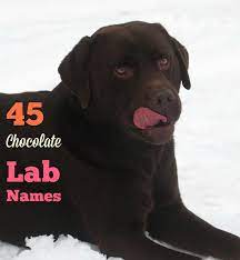 Are you struggling to decide what to name your new pup? The Modern Bark Dog Training Tips 45 Meaningful Female Chocolate Labrador Names