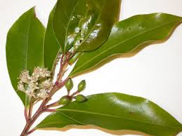 It is an attractive tree of variable size, from a. Prunus Caroliniana Carolina Cherry Laurel Trees Of Stanford Environs
