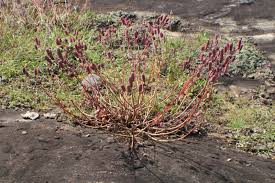 Image result for Coleus calycinus