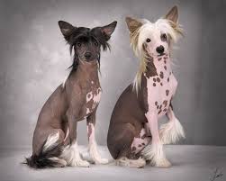 Jun 24, 2021 · hairless dog breeds, including xoloitzcuintli and chinese crested, are unique, cuddly, and totally adorable in their own special way. Chinese Crested Filmhund