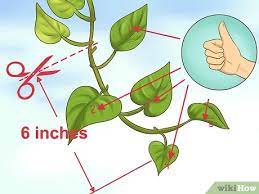 Check spelling or type a new query. How To Clone Pothos 15 Steps With Pictures Wikihow
