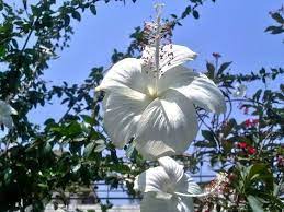File Hibiscus White At Karnal Jpg Wikipedia The Free Encyclopedia Hibiscus Flower Meaning Hibiscus Garden Hibiscus