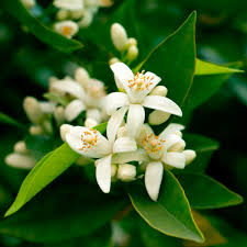 Orange trees with fruits growing in orchard. Why You Should Add The Florida State Flower To Your Landscape Family Handyman