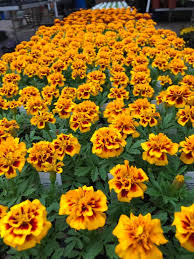 Maybe you would like to learn more about one of these? 4 Packs Of Annual Flowers On Sale Lowe S Garden Center Facebook