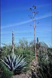 Image result for Agavaceae