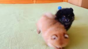 Designer puppies blend the very best of you favorite purebred dog species for sale, and we offer a wide selection of the most popular designer puppies for description: Welcome To Little Paws Kennel