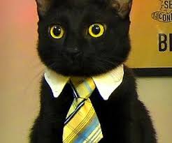 Leopold always wears a bow tie even when swimming. Business Cat Tie