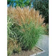 20 sẹẹds zebra grass variegated maiden grass miscanthus sinensis zebrinus sẹẹds. Miscanthus Sinensis Goliath Pflanzen Fur Dich De 6 25