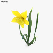 Download Daffodil 3d Model Plants On Hum3d
